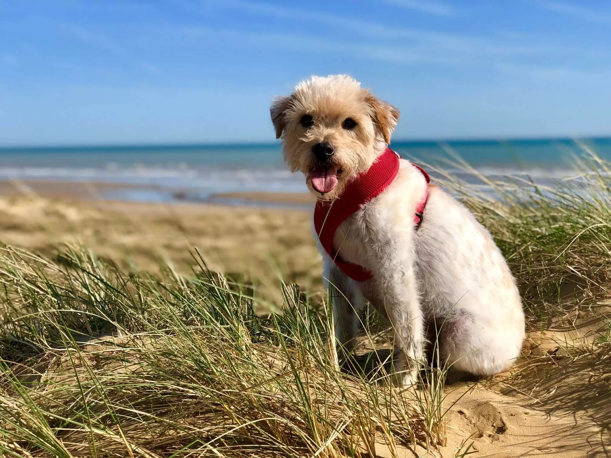 Oscar on the Beach