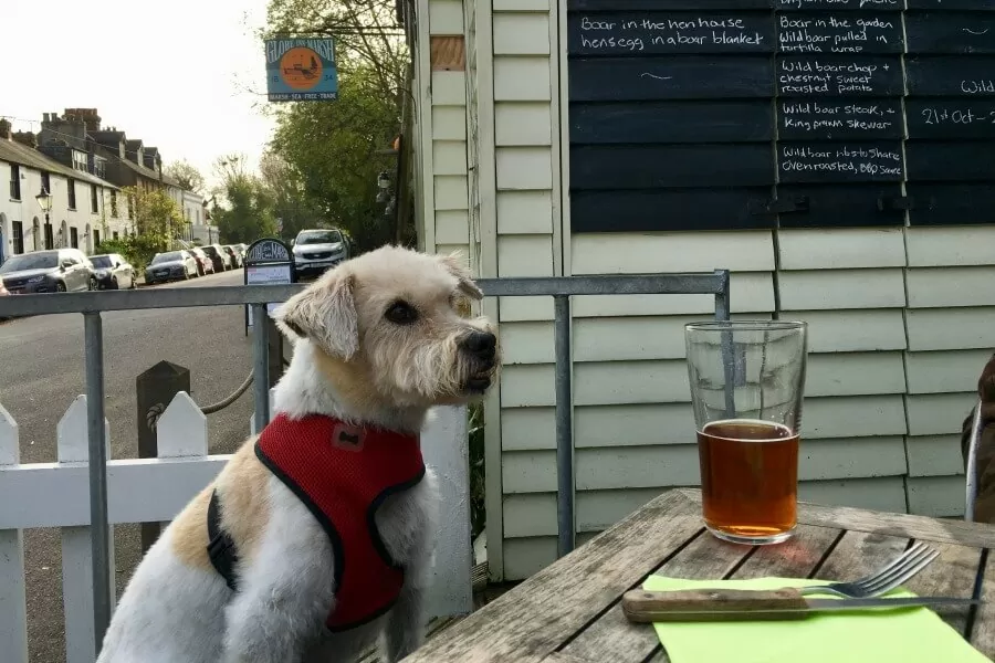 Oscar dog at Rye Pub